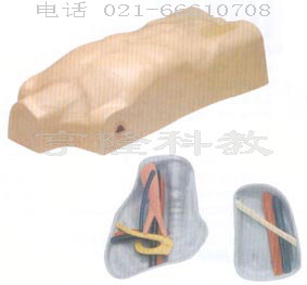 護理模型|中心靜脈注射穿刺軀干訓練模型