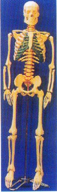 人體骨骼模型|人體骨骼帶脊椎神經(jīng)、可分椎間盤模型