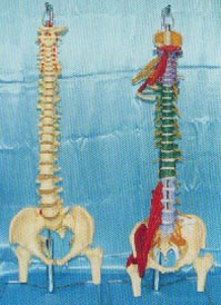 骨骼解剖模型|大型軟脊椎掛座豪華模型、多功能軟脊椎綜合演示模型