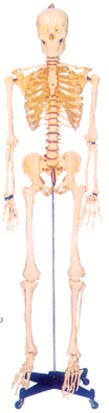 骨骼解剖模型|168CM人體骨骼模型(男、女)