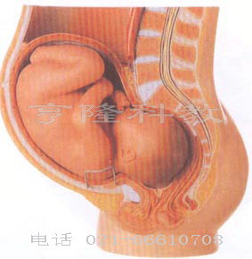 醫(yī)學胚胎模型｜骨盆含妊娠九個月胎兒模型