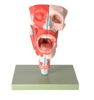 鼻、口、咽、喉腔模型