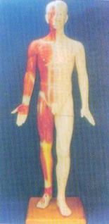 中醫(yī)針灸模型|半皮膚人體針灸模型（170CM　）